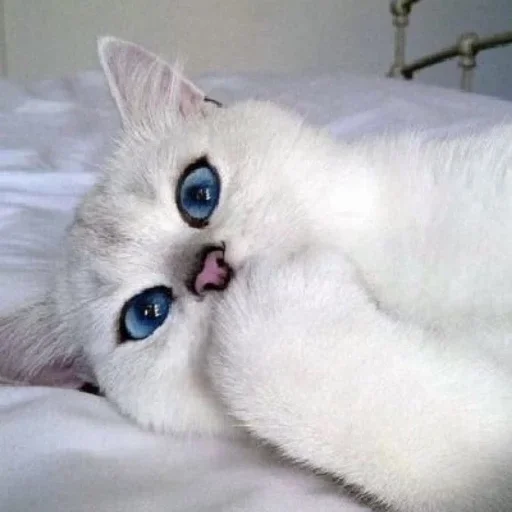 Sticker КОТИКИ by @sticat_app - 5