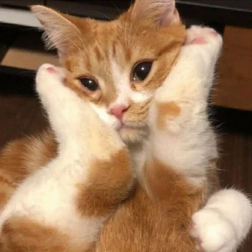 Sticker КОТИКИ by @sticat_app - 4