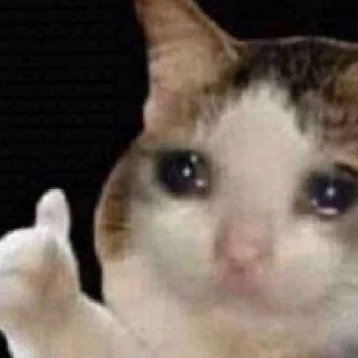 Sticker КОТИКИ by @sticat_app - 3