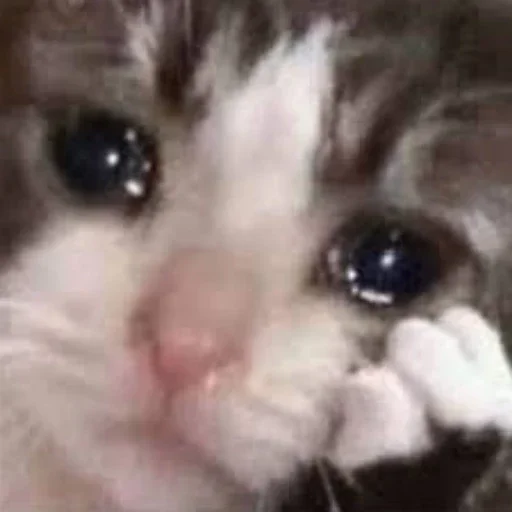 Sticker КОТИКИ by @sticat_app - 0