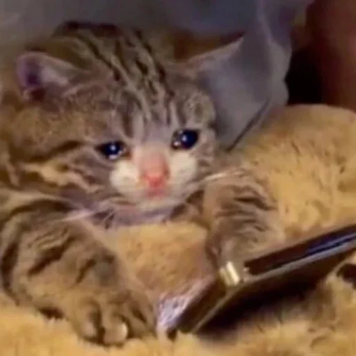 КОТИКИ by @sticat_app - 