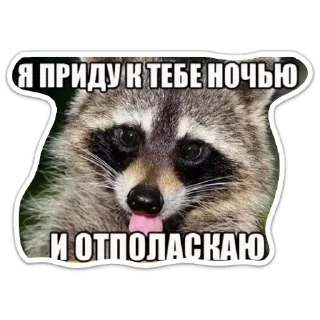 Sticker Енот - 1