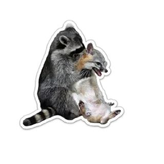 Sticker Енот - 2