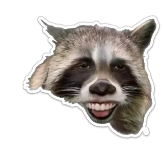 Sticker Енот - 10