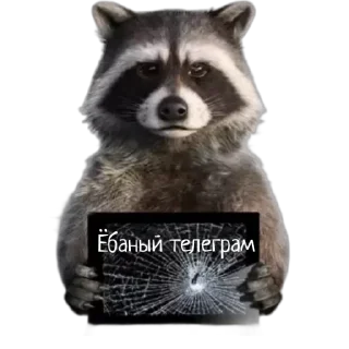 Sticker Енот - 8