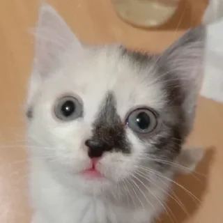 Стикер чуня потрошитель - 6