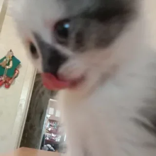 Стикер чуня потрошитель - 11