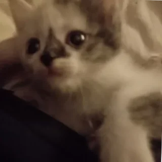 Стикер чуня потрошитель - 9