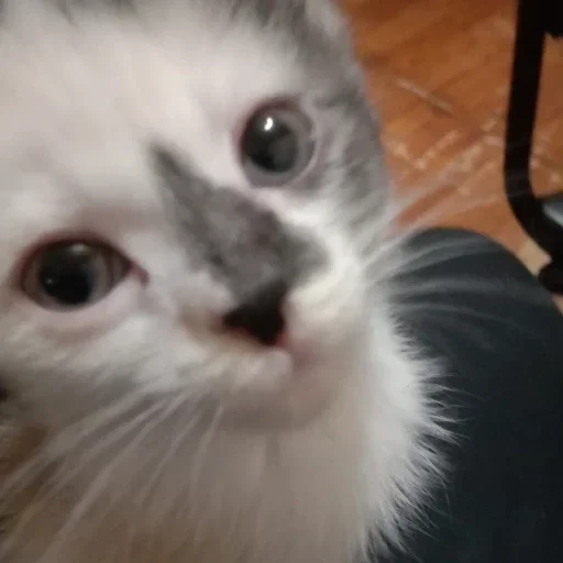 чуня потрошитель - 