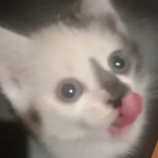 Стикер чуня потрошитель - 10