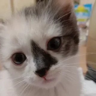 Стикер чуня потрошитель - 1