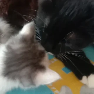 Стикер чуня потрошитель - 2