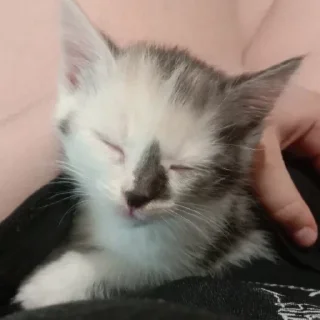 Стикер чуня потрошитель - 5