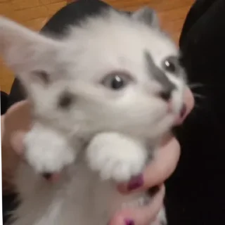 Стикер чуня потрошитель - 7