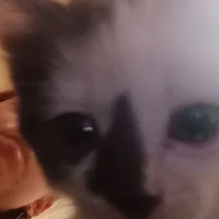 Стикер чуня потрошитель - 0