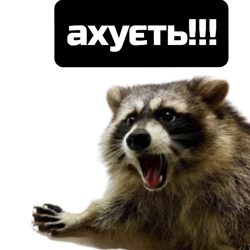 веселі єноти - 