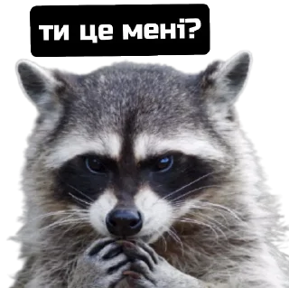 Стикер веселі єноти - 10