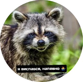 Стикер веселі єноти - 8