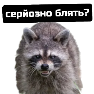 Стикер веселі єноти - 3