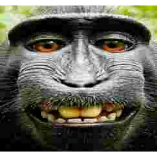 чечётка бегемота 2 - 