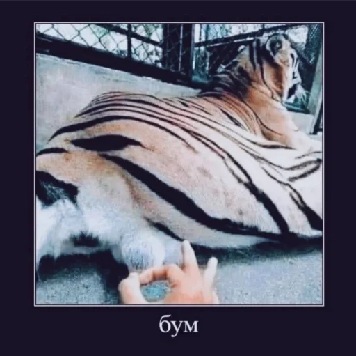 Sticker чечётка бегемота 2 - 1