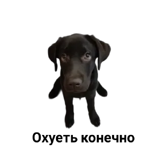 Стикер милочка by @sticat_app - 5