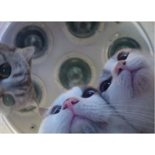 Стикер KoTiKi - 11