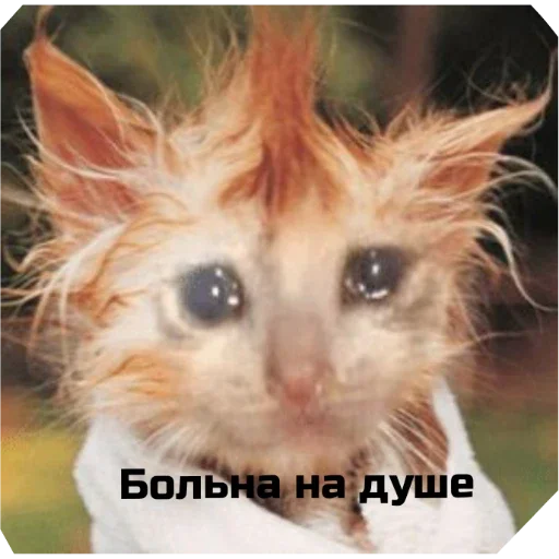 Стикер KoTiKi - 10