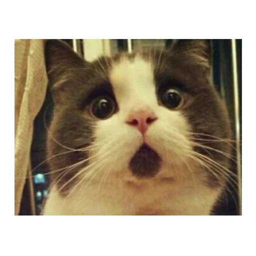 Стикер KoTiKi - 9