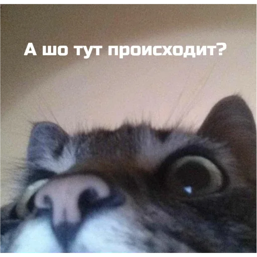 Стикер KoTiKi - 8