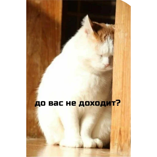 Стикер KoTiKi - 7