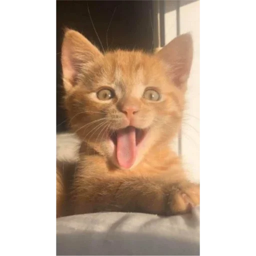 Стикер KoTiKi - 6