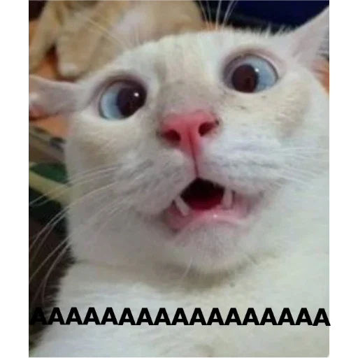 Стикер KoTiKi - 3