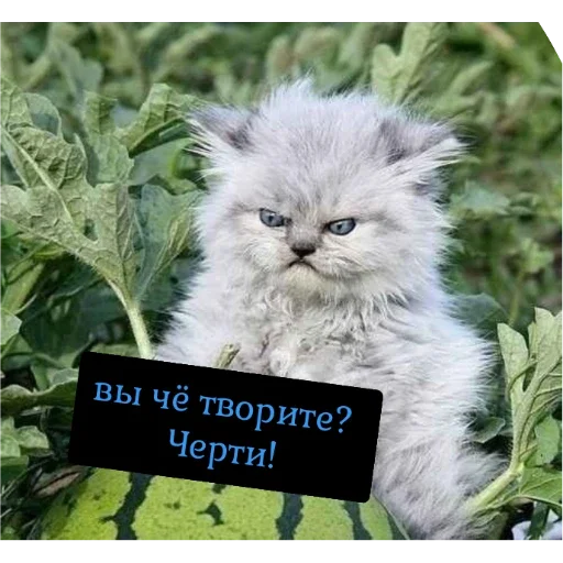 Стикер KoTiKi - 2