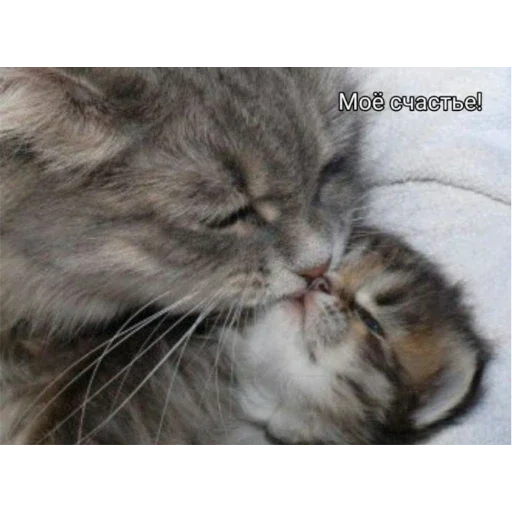 Стикер KoTiKi - 1