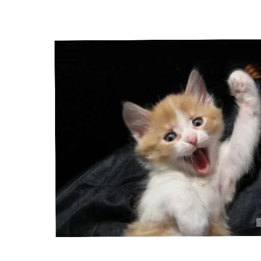 Стикер KoTiKi - 0