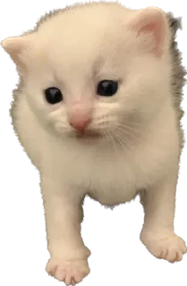 Стикер Больше стиков тут: @stikery4 - 3