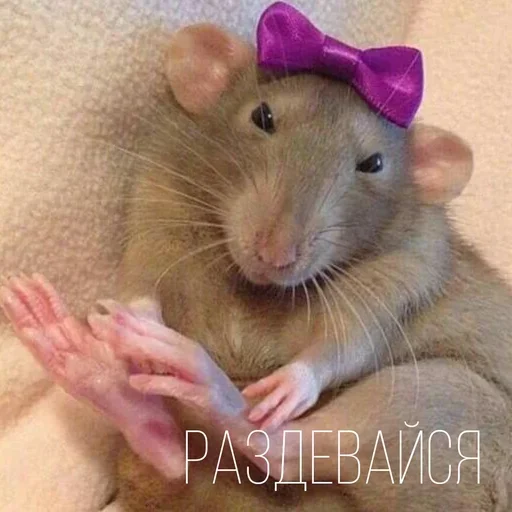 Sticker cHfceMPbOJT_by_stickers_stealer_bot - 1