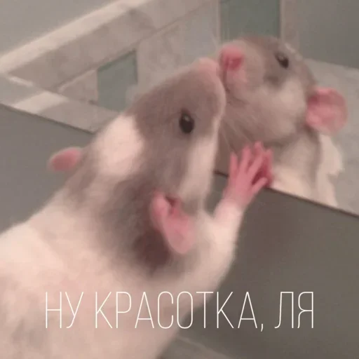 Стикер cHfceMPbOJT_by_stickers_stealer_bot - 1