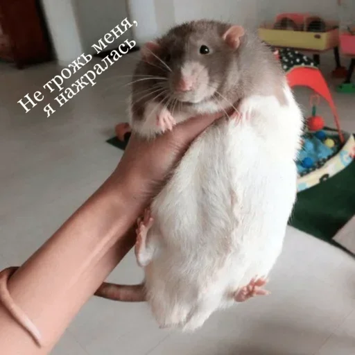 Стикер cHfceMPbOJT_by_stickers_stealer_bot - 1