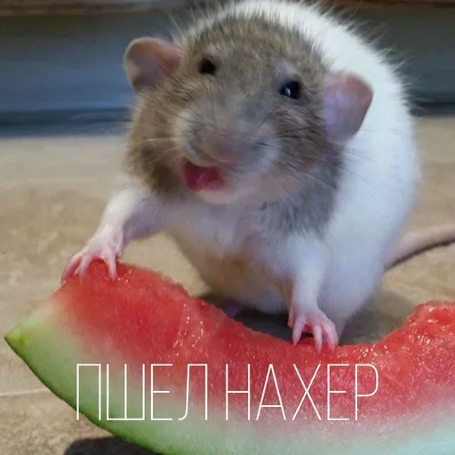 Стикер cHfceMPbOJT_by_stickers_stealer_bot - 1