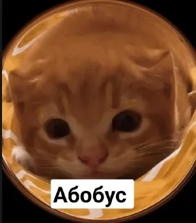 Sticker Крысок много не бывает (Created By: @StikerProBot) - 2