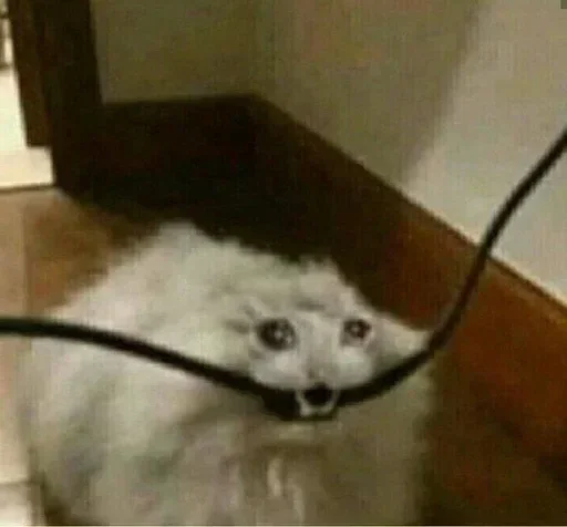 Sticker cUacoaMq_by_stickers_stealer_bot - 1