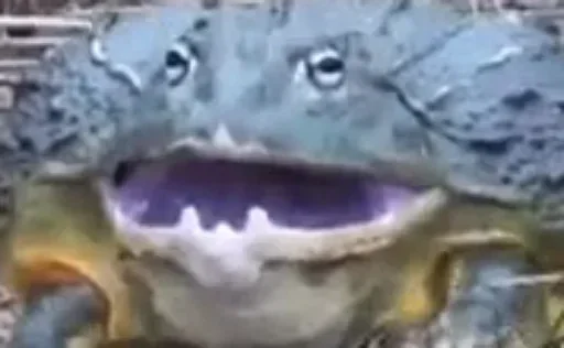 животное рыба