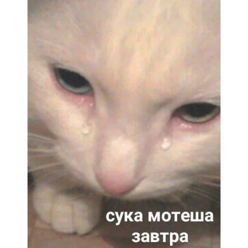 Стикер важно - 8