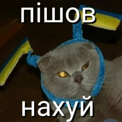 text domestic cat cat