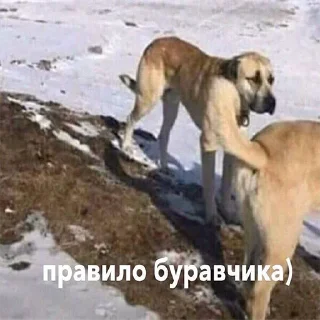 Sticker садок вишневий коло хати 2 - 2