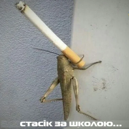 Sticker садок вишневий коло хати 6 - 10