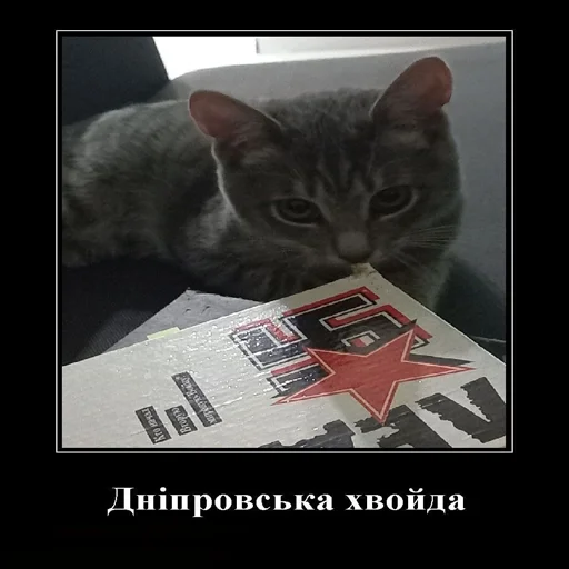 СМС животное кошки малого и среднего размера