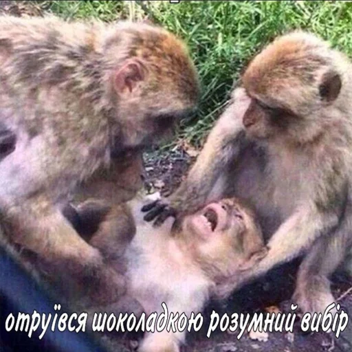 животное млекопитающее примат